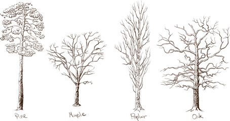 Set of trees different types. Four forest trees, isolated on a white background hand drawn in sepia