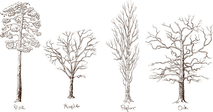 Set of trees different types. Four forest trees, isolated on a white background drawn in sepia