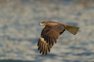 Black kite in flight