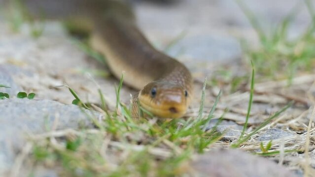 Portrait of Aesculapian snake (Zamenis longissimus, Elaphe longissima). Beautiful nonvenomous snake close up with shallow depth of field