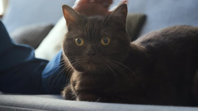 Front medium shot of smooth-coated yellow-eyed black cat lying on sunlit sofa, woman in blue blouse petting its head and back, cat looking around, then looking at camera, Indoors, daytime