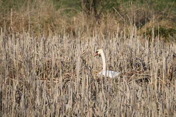 ein Höckerschwan auf seinem Brutplatz