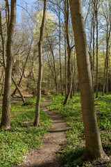 Signs of spring color on a sunny early spring hike at Starved Rock state park.