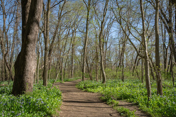 Signs of spring color on a sunny early spring hike at Starved Rock state park.