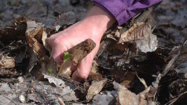 Picking Edible mushroom Verpa bohemica, commonly known as the early morel or the wrinkled thimble-cap close-up