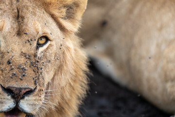 Portrait of a male lion, with mouth open, lots of flies. Serengeti National Park Tanzania - side view compositon