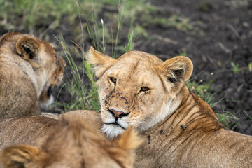 Plakat Portrait of a lion, with mouth closed, lots of flies. Serengeti National Park Tanzania. Lioness looks at camera