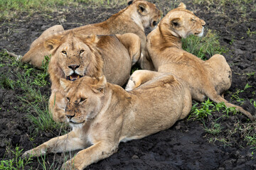 Naklejka na ściany i meble Lion pack family rests in the mud, in Serengeti National Park Tanzania