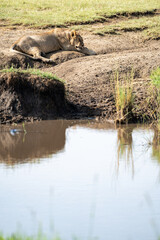 Tired lion sleeps by a pond in Serengeti National Park Africa