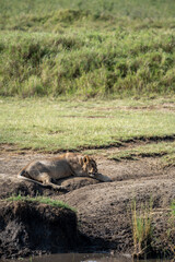 Lion rests by a water source in Serengeti National Park Tanzania