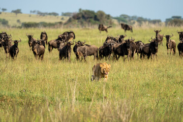 Naklejka na ściany i meble Lion looking for prey, licks lips, as wildebeests look on behind. Serengeti National Park