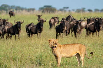 Naklejka na ściany i meble Lion looks for prey, as many wildebeests animals look on behind. Serengeti National Park Tanzania