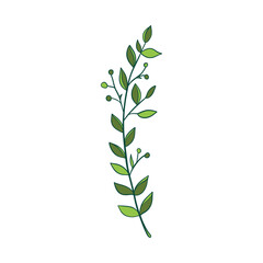 Green sprig of rosemary cartoon style, isolated vector icon. Graphic element for packaging, logo, for rosemary products.