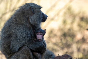 Mother baboon and baby sitting, in Kenya, Africa, baby primate looks at camera
