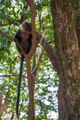 Syke Monkey sits in the tree in Nairobi Kenya Africa