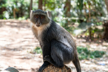 Obraz premium Sykes monkey (also known as a blue money) in Nairobi City Park