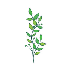 Green sprig of rosemary cartoon style, isolated vector icon. Graphic element for packaging, logo, for rosemary products.