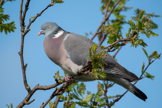 A wood Pigeon on a perch against a blue sky. A clear picture showing this beautiful bird.
