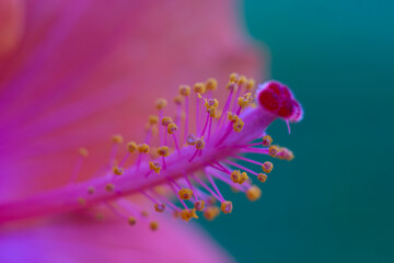 Red hibiscus flower on a green background. In the tropical garden. rose mallow, hardy hibiscus, rose of sharon, and tropical hibiscus. Close up shot with selective focus.