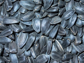 roasted sunflower seeds