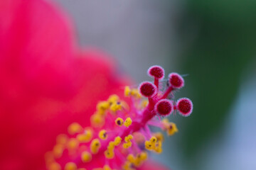 Red hibiscus flower on a green background. In the tropical garden. rose mallow, hardy hibiscus, rose of sharon, and tropical hibiscus. Close up shot with selective focus.