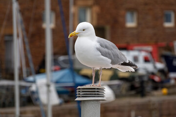 North Berwick Möwe