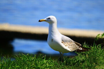 Seagull stands behind the green grasses and checking around.