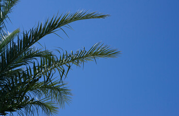 Fototapeta na wymiar Green palm trees against the blue sky. Vacation concept. 