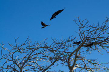 Crows fluing upon the dead tree.