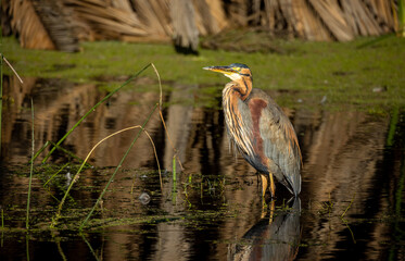 great blue heron