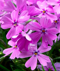 Moss Phlox (Phlox Subulata)