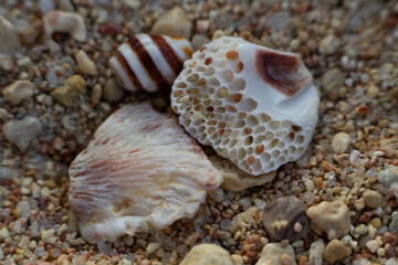 coral parts, stones, shells on the sand. Dead coral on sand. gray and brown color texture and pattern tropical beach.