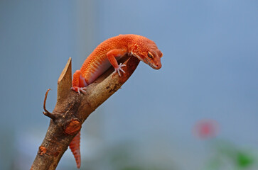 Leopard gecko 