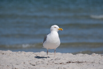 Möwe