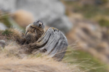 Private moments of a nice Marmot - Italian Alps