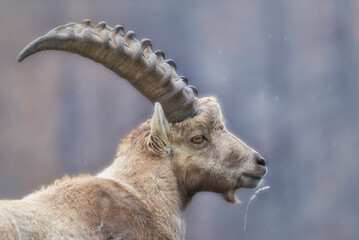 Ibex on the Italian Alps