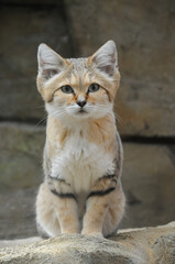 A Sand Cat (Felis margarita) looking alert sat on a rock