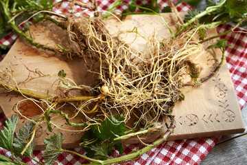 Obraz premium Fresh stinging nettle root, close up