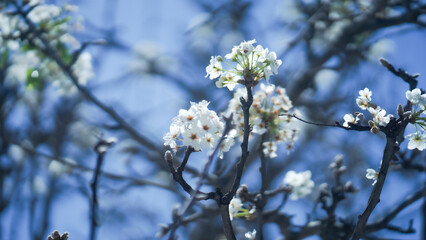 white magnolia flowers