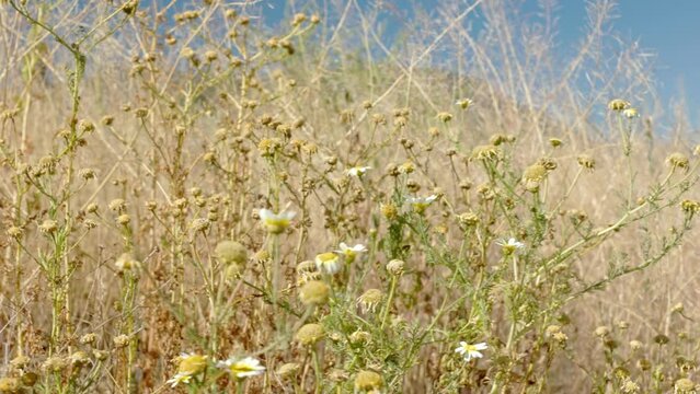 Dry and Hot: 4K Images of the Drought in the Field