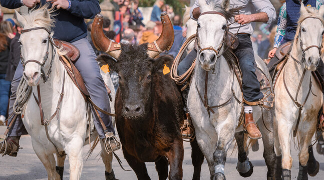 Bandido et abrivado dans une rue de village dans le sud de la France. Taureau de Camargue en libert&eacute; dans une rue. Tradition taurine.
