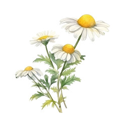 chamomile flower watercolor. generative ai