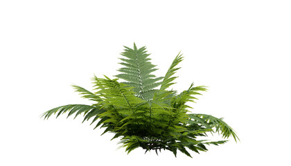 Izolované kapradí v lese. Detailní záběr na kapradí. 3D vykreslování. © snesivan