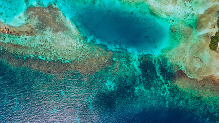 coral reef in the sea