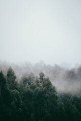 Niebla entre los árboles