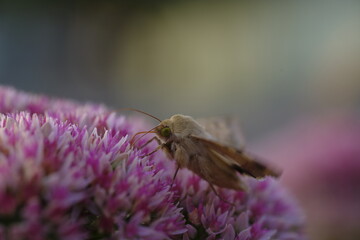 Butterfly and clover flower on blurred background.