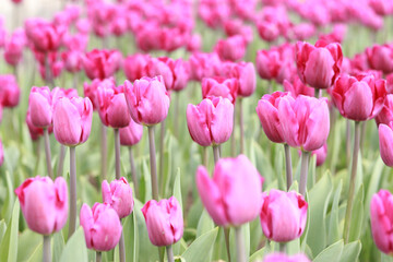 Fototapeta premium Field with pink tulips on a sunny day. Tulip buds with selective focus. Natural landscape with spring flowers. World Tulip Day