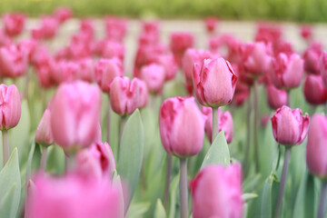 Field with pink tulips on a sunny day. Tulip buds with selective focus. Natural landscape with spring flowers. World Tulip Day