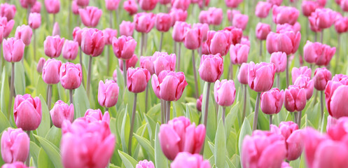 Field with pink tulips on a sunny day. Tulip buds with selective focus. Natural landscape with spring flowers. World Tulip Day