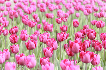 Fototapeta premium Field with pink tulips. Tulip buds with selective focus. Natural landscape with spring flowers. World Tulip Day